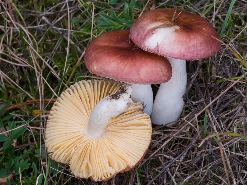 Russula cessans